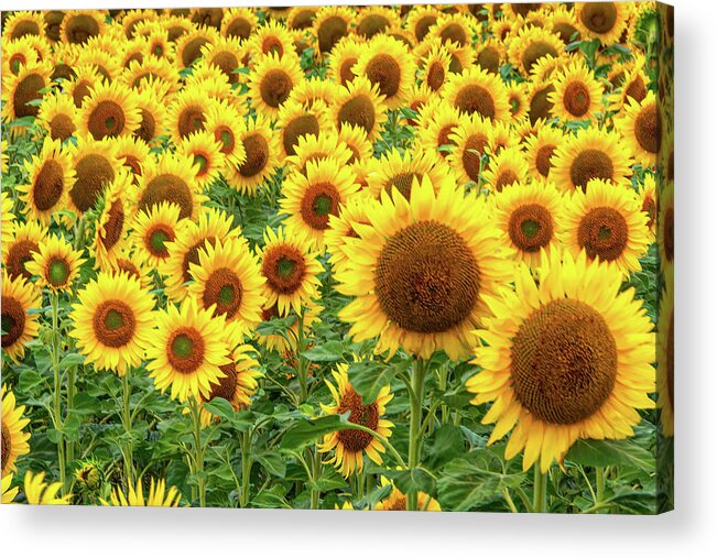 Flower Acrylic Print featuring the photograph Sunflowers of Summerside Three by Douglas Wielfaert