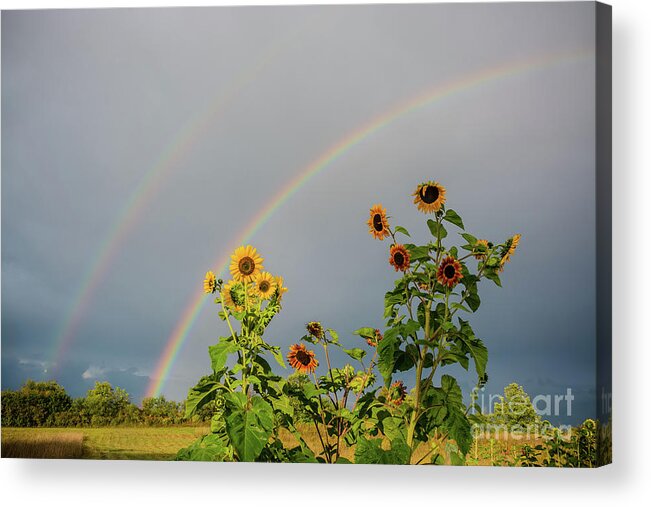 Cheryl Baxter Photography Acrylic Print featuring the photograph Sunflowers Under the Rainbow by Cheryl Baxter