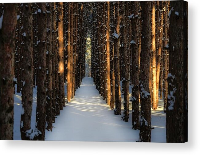 Tranquility Acrylic Print featuring the photograph Sunlight Peeking Through Forest During by Jana Kriz