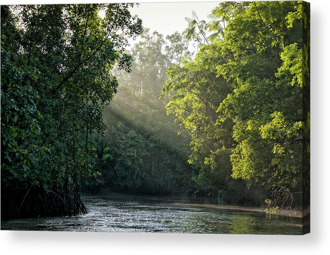 Tropical Rainforest Acrylic Print featuring the photograph Sunlight Shining Through Trees On River by Brasil2