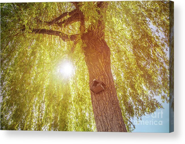 Tree Acrylic Print featuring the photograph Sunlight under weeping willow tree with birdhouse in summer by Gregory DUBUS