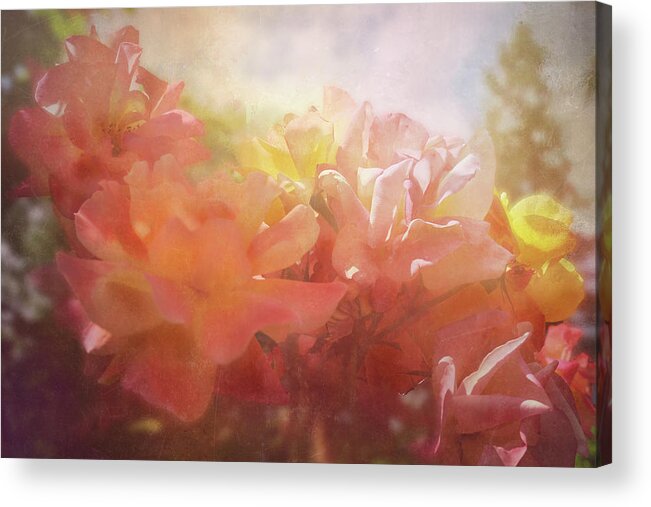 Roses Acrylic Print featuring the digital art Sunlit Roses by Sherrie Triest