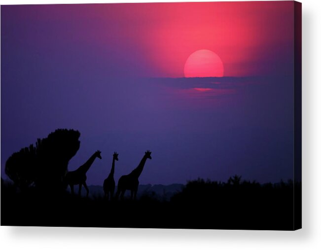 Uganda Acrylic Print featuring the photograph Sunrise In Uganda by Nicols Merino
