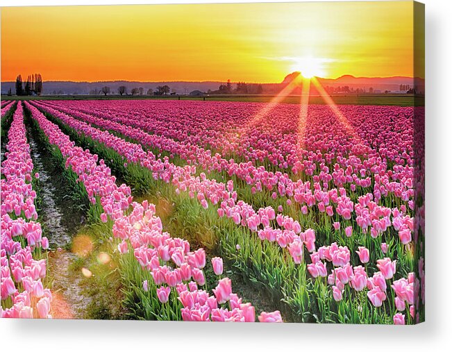 Tulip Acrylic Print featuring the photograph Sunset in the Skagit by Briand Sanderson