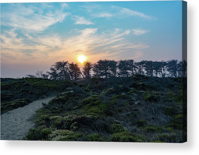 Dune Acrylic Print featuring the photograph Sunset Over Windwept Trees by Liz Albro