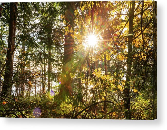 Fall; Autumn; Color; Trees; Forest; Sun; Ray Of Sunshine; Trail; Chuckanut Drive; Washington; Pnw; Pacific North West Acrylic Print featuring the digital art Sunshine at Whatcom County by Michael Lee