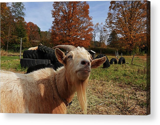 Vermont Acrylic Print featuring the photograph Sup goat by Toby McGuire