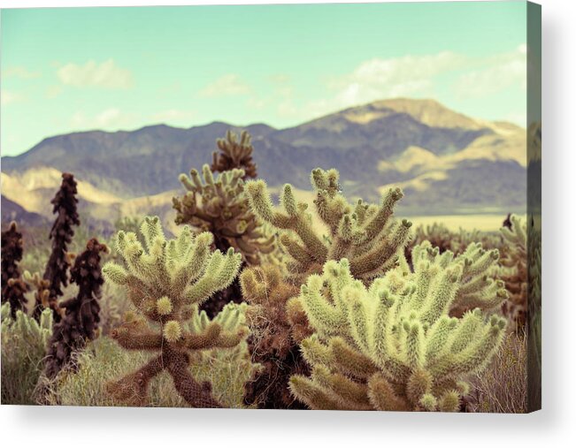 California Desert Acrylic Print featuring the photograph Super Bloom Cactus 7380 by Amyn Nasser