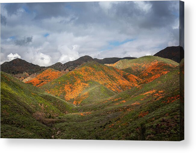 Poppy Acrylic Print featuring the photograph Superbloom View by Alison Frank