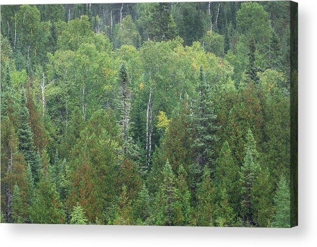 Minnesota Acrylic Print featuring the photograph Superior National Forest IIi by Alan Majchrowicz