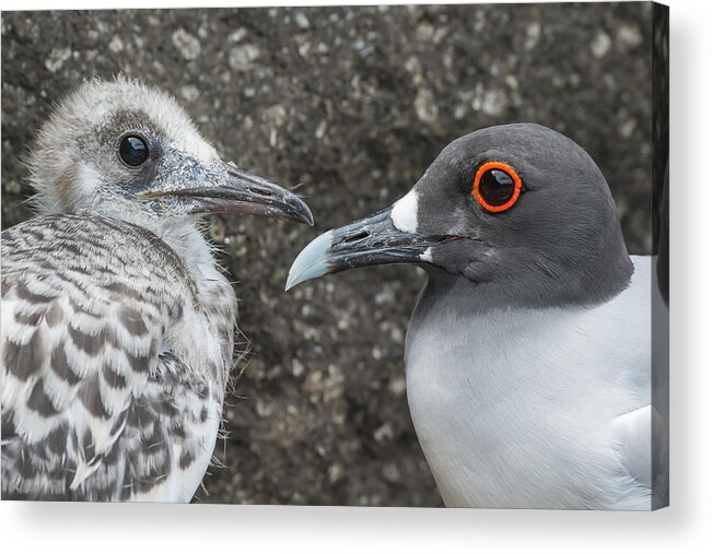 Animal Acrylic Print featuring the photograph Swallow-tailed Gull And Chick by Tui De Roy