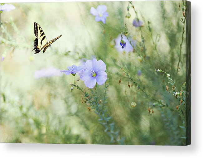 Animal Themes Acrylic Print featuring the photograph Swallowtail Butterfly In Flax Garden by Susangaryphotography