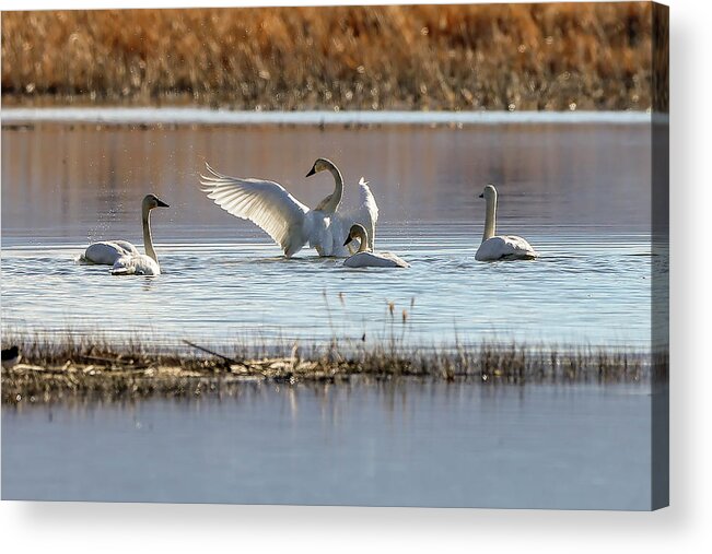  Acrylic Print featuring the photograph Swans by John T Humphrey