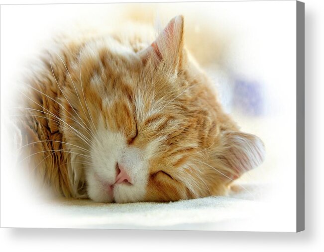 Cat Acrylic Print featuring the photograph Sweet Dreams, BobCat by Carol Senske