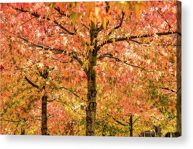Alligatorwood Acrylic Print featuring the photograph Sweet Gum Trees on a Sunny Day by Frans Blok