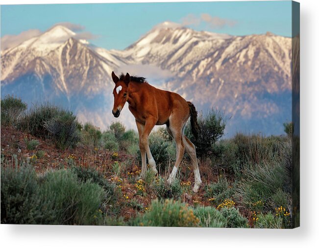  Acrylic Print featuring the photograph _T__2665Lg by John T Humphrey