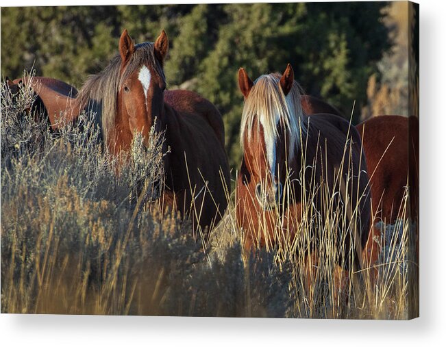  Acrylic Print featuring the photograph _t__3063 by John T Humphrey