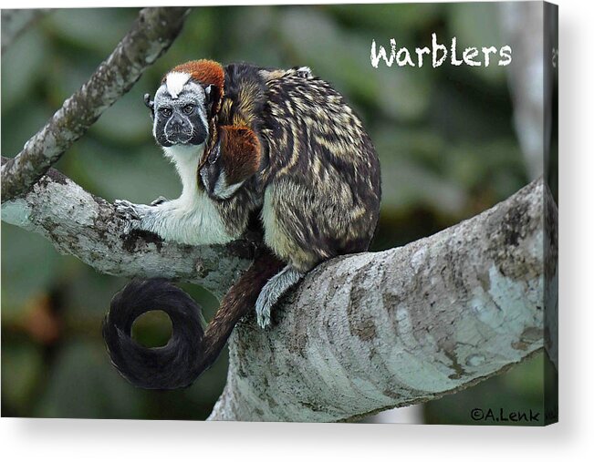 Not Applicable Acrylic Print featuring the photograph Tamarin Monkey as Title Slide by Alan Lenk
