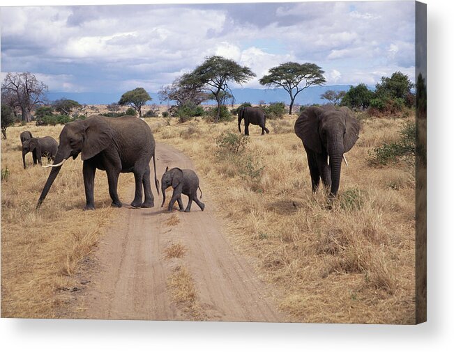 Tanzania Acrylic Print featuring the photograph Tanzania, Tarangire Np, African by John & Lisa Merrill