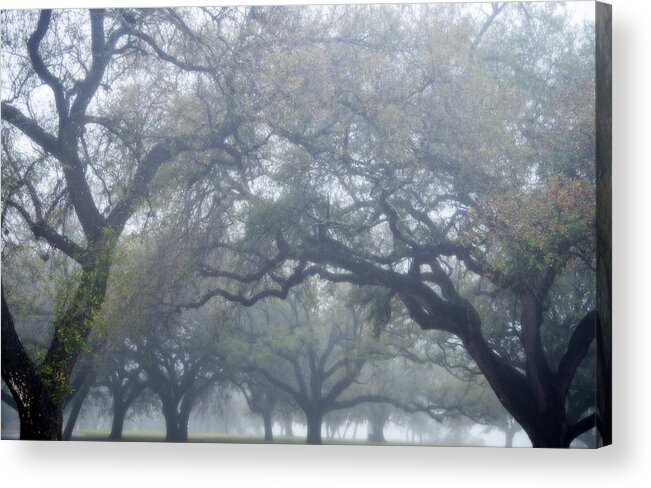 Texas Acrylic Print featuring the photograph Texas Live Oaks in Fog by Bud Simpson