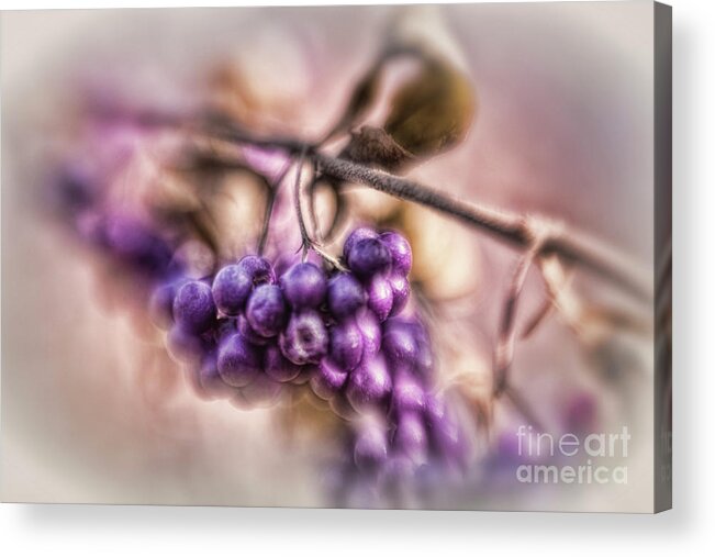 Purple Berries Found In The Fall Acrylic Print featuring the photograph The American Beautyberry by Mary Lou Chmura