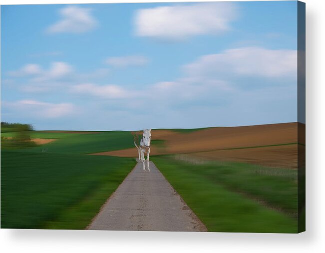 Abstract Acrylic Print featuring the photograph The Approaching Donkey by Rabiri Us
