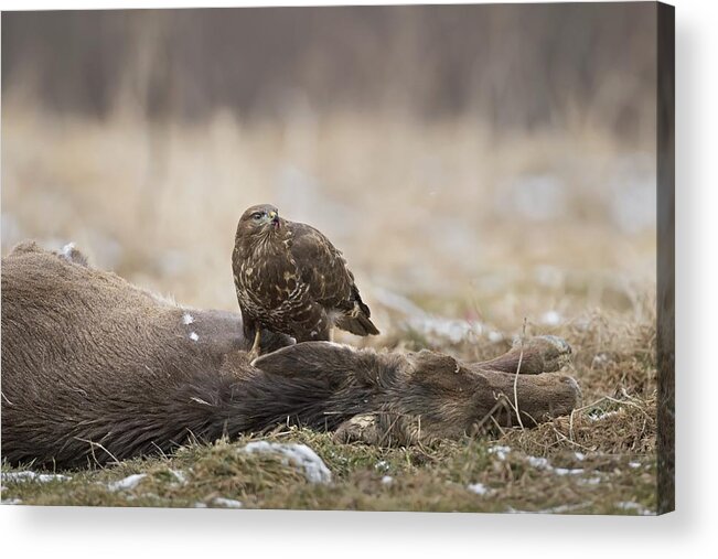 Buzzard Acrylic Print featuring the photograph The Big Prey by Marco Pozzi