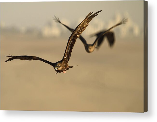 Birds Acrylic Print featuring the photograph The Big Race by Amnon Eichelberg