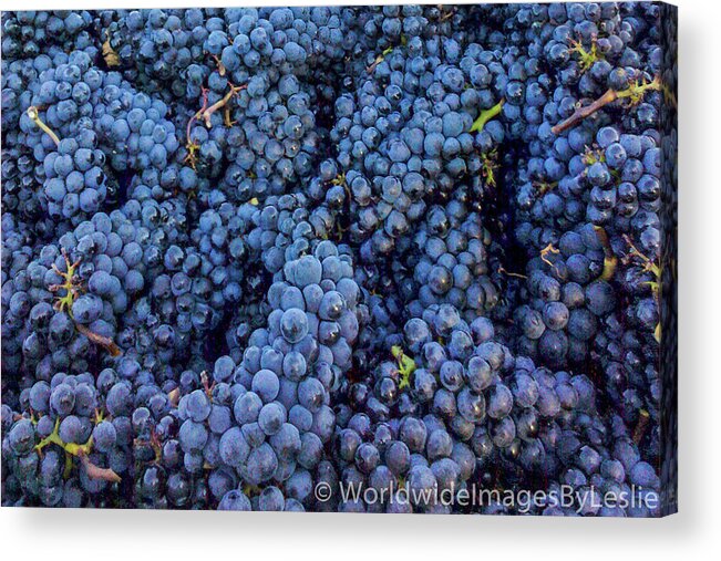 Grapes Acrylic Print featuring the photograph A Zillion grapes now that's alot by Leslie Struxness