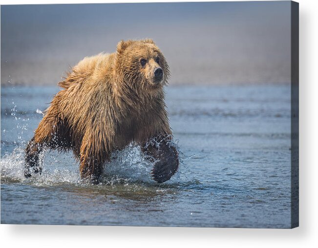 Bear Acrylic Print featuring the photograph The Charge by Jeffrey C. Sink