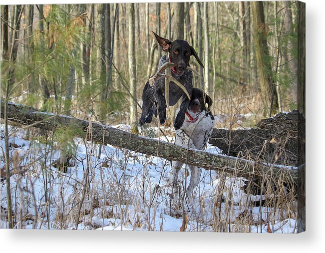 Gsp Acrylic Print featuring the photograph The Chase is On by Brook Burling