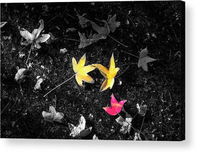 Leaf Acrylic Print featuring the photograph The Colors Of Autumn by Joseph S Giacalone