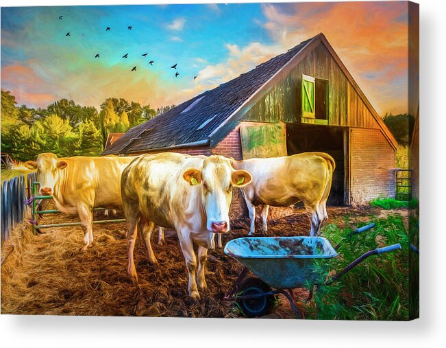 Animals Acrylic Print featuring the photograph The Cows Came Home Painting by Debra and Dave Vanderlaan