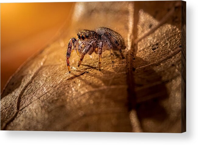 Spider Acrylic Print featuring the photograph The Demon by Atul Saluja