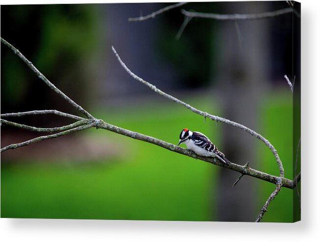 Photographs Acrylic Print featuring the photograph The Downey Woodpecker by Pheasant Run Gallery