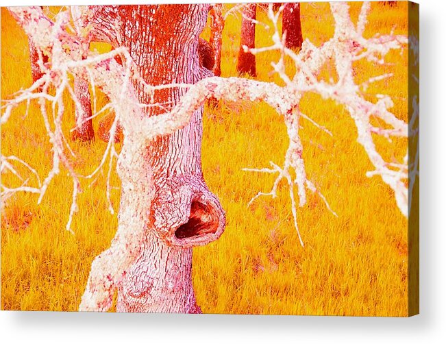 Tree Acrylic Print featuring the photograph The Eating Tree #2 by Marty Klar