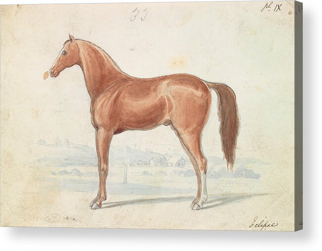 17761859 Acrylic Print featuring the drawing The English Race-horse, Charles by Artokoloro