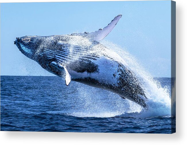 Whale
Ocean
Nature
Lagoon 
Wildlife
Humpback Whale Acrylic Print featuring the photograph The Escort by Serge Melesan