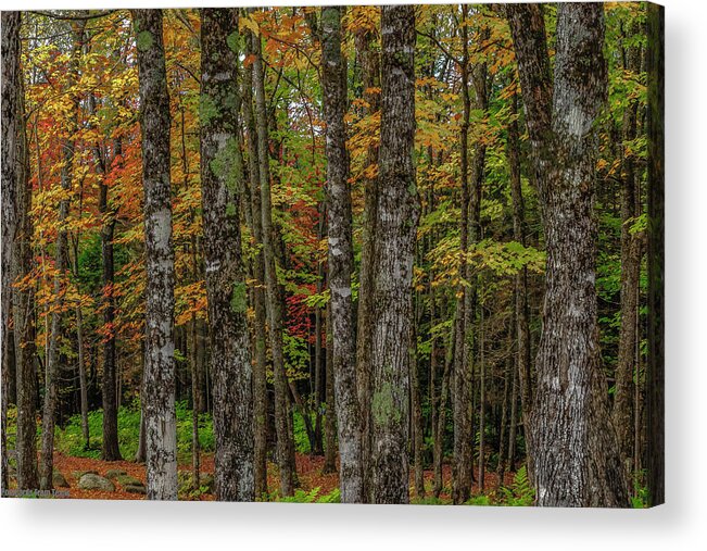  Acrylic Print featuring the photograph The Fall Woods by G Lamar Yancy