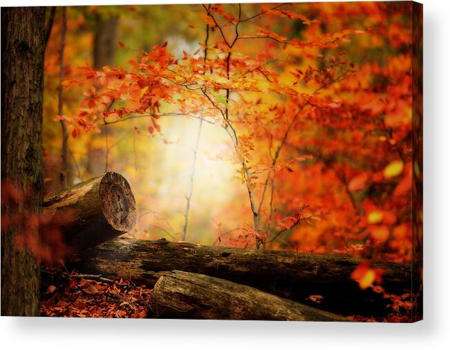 Forest Acrylic Print featuring the photograph The Foresters by Philippe Sainte-Laudy