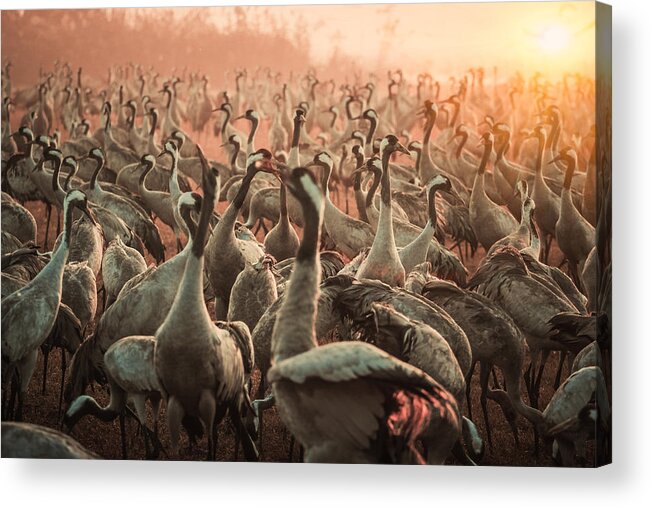 Animals Acrylic Print featuring the photograph The Free Army by Farid Kazamil