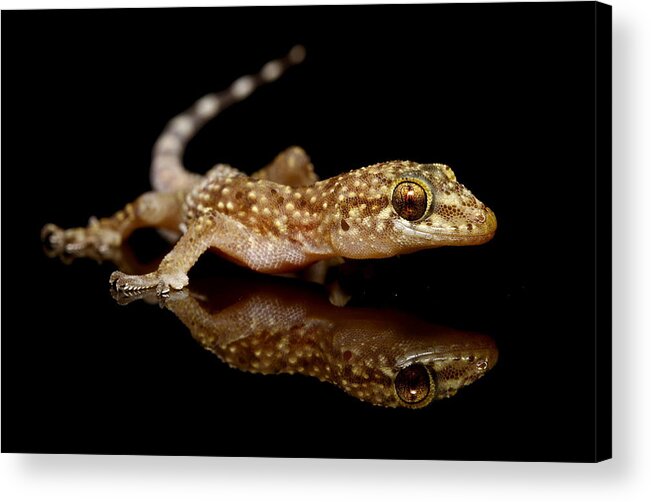 Nature Acrylic Print featuring the photograph The Gecko by Hasan Baglar