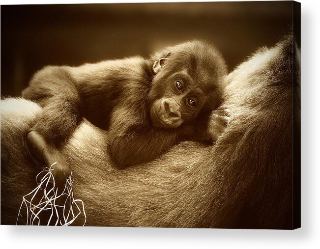 Gorilla Acrylic Print featuring the photograph The Golden Side Of Life .... by Antje Wenner-braun