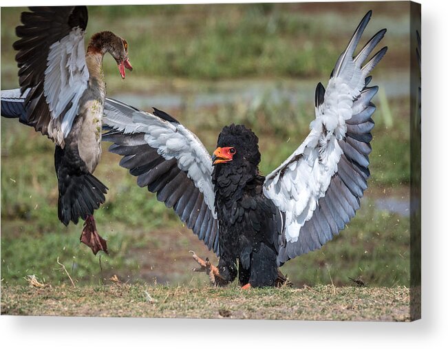 Kenya Acrylic Print featuring the photograph The Goose Vs. The Eagle by Jeffrey C. Sink