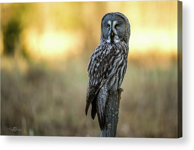 Great Grey Perching Acrylic Print featuring the photograph The Great Gray Owl in the morning by Torbjorn Swenelius