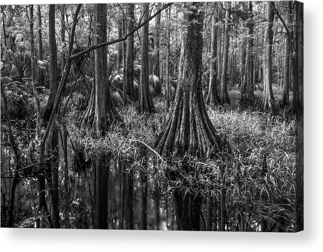 Everglades Acrylic Print featuring the photograph The Hammock in Black and White by Debra and Dave Vanderlaan