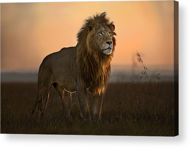 Africa Acrylic Print featuring the photograph The King In The Morning Light by Xavier Ortega
