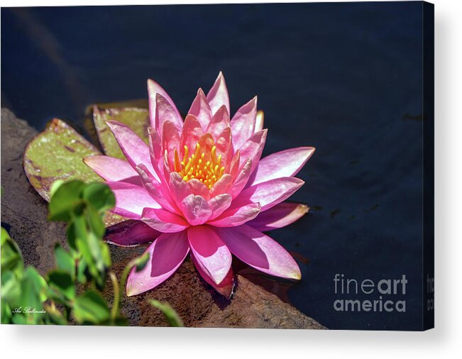 Flower Acrylic Print featuring the photograph The lady is pink 02 by Arik Baltinester