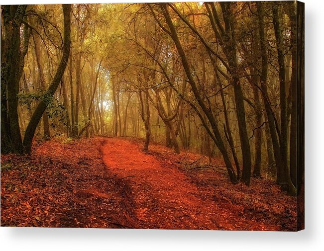 Forest Acrylic Print featuring the digital art The Lane in the Woods by Doreen Erhardt