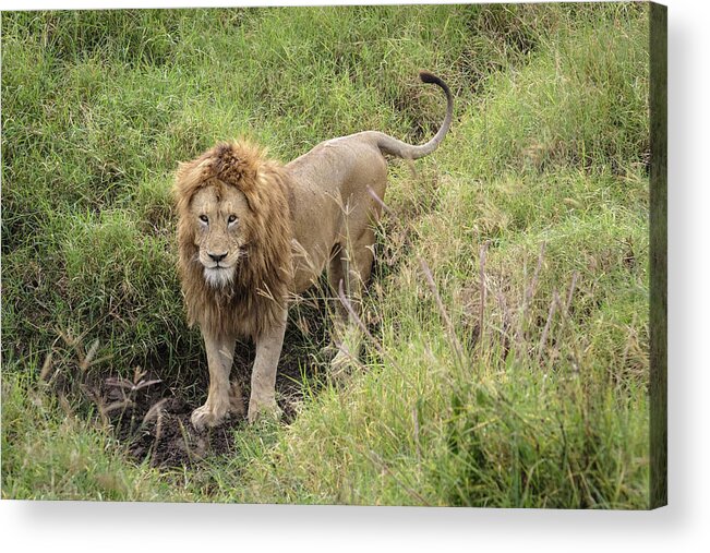 Africa Acrylic Print featuring the photograph The Lion's Thoughtful Gaze by Mary Lee Dereske